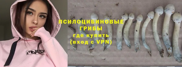 прущие грибы Белокуриха